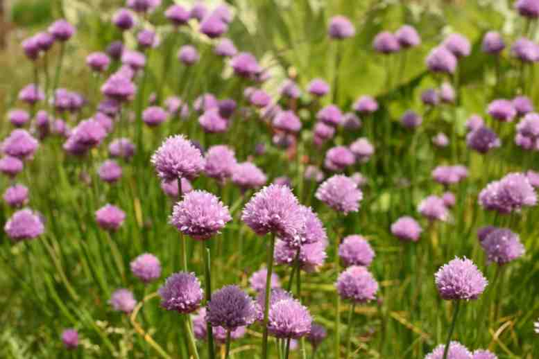 Lila Blüten des Schnittlauchs.