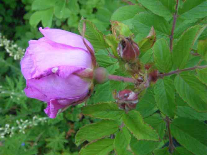 ‘Sigbrit’, Blüte von der Seite, Kelchblätter und Kelch.