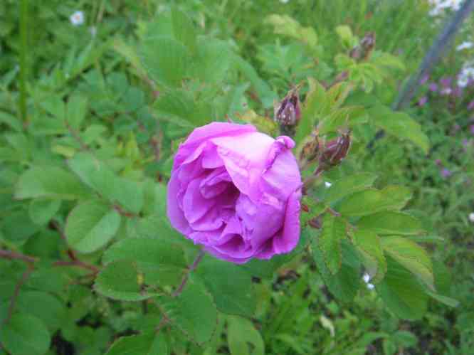‘Sigbrit’, gefüllter Blütenbecher in lila-rosa.