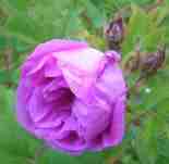 ‘Sigbrit’