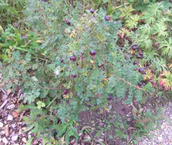 Rosa spinosissima “Simon”, kleiner Strauch mit schwarzen Früchten