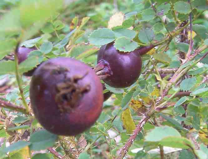 Rosa spinosissima “Simon”, Früchte, Nahaufnahme