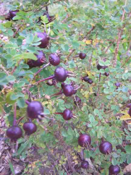 Rosa spinosissima “Simon”, schwarze Früchte den Trieben entlang