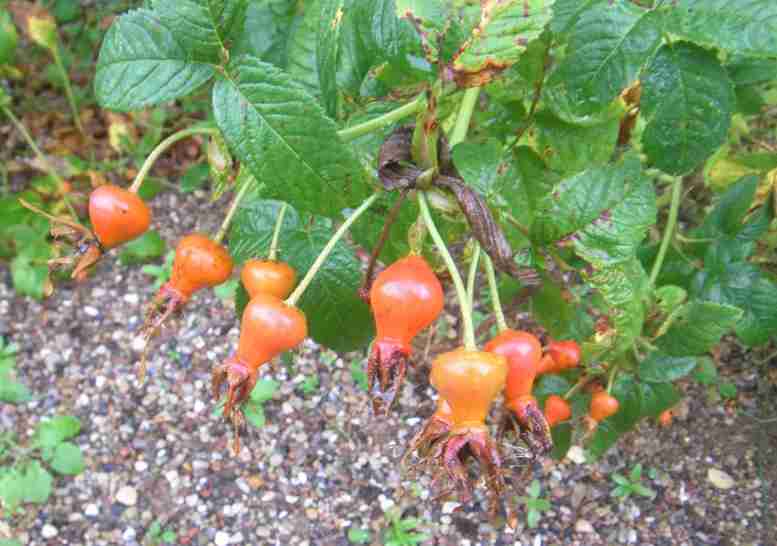 ‘Splendens’, gelb-rote große Früchte am Strauch.