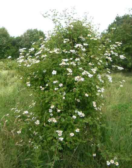 Rosa arvensis blühend am Dreifuß.
