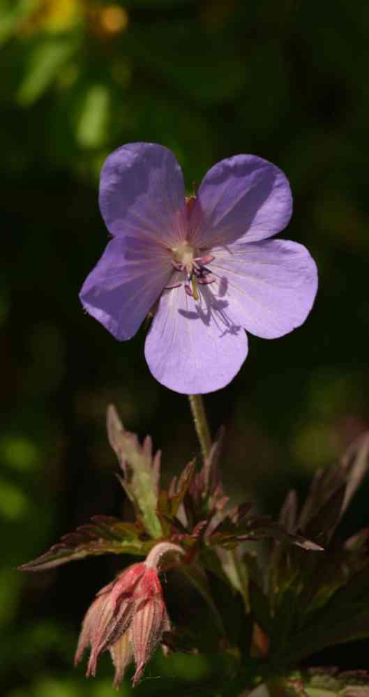 Storchschnabel, lila Einzelblüte
