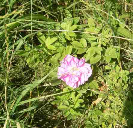 ‘Street Dance’, kleine Pflanze mit einer Blüte im Park.