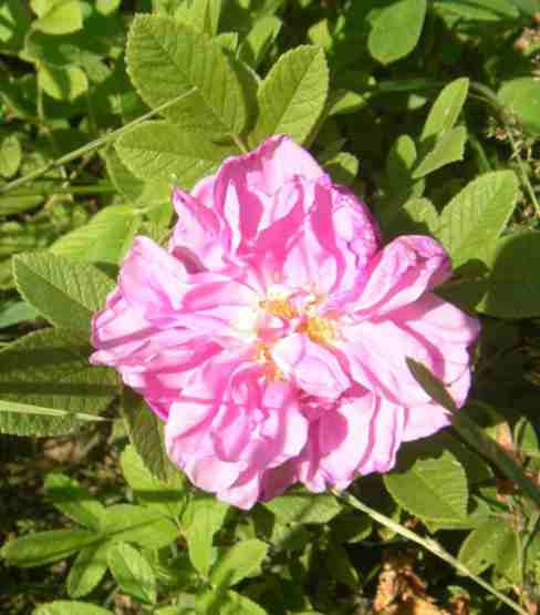 ‘Street Dance’, rosa locker gefüllte Einzelblüte.