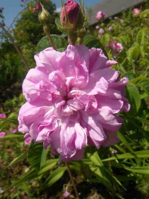 “Tante Dora”, Blüte mit Knopfauge und zwei Knospen.
