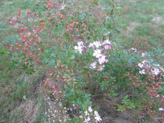 ‘Tapis Volant’, Blüten und Früchte im November.