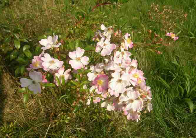 ‘Tapis Volant’, Nachblüte im Park.