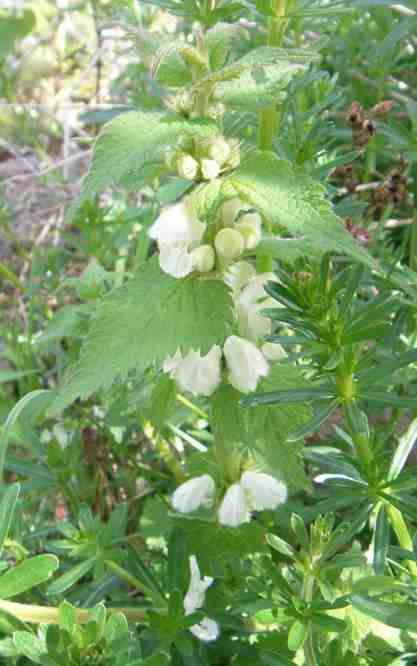 Weiße Taubnessel in Blüte.