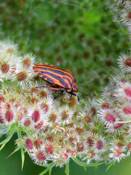 Feuerwanze auf rosa Staude.