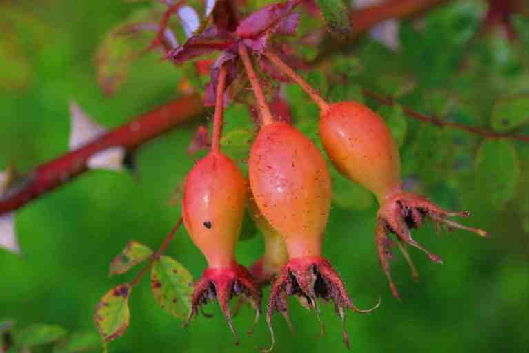 Große längliche hellrote Früchte der “Prachthagebuttenrose”.