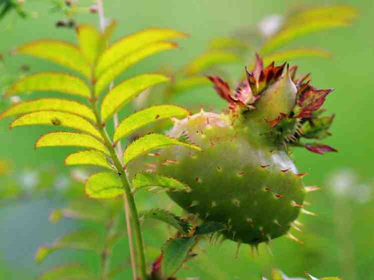 Große grüne Frucht von Rosa roxburghii.