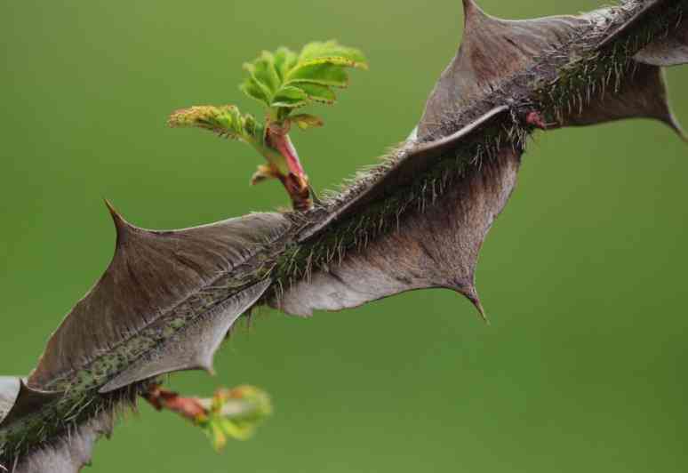 Graue Altstacheln von Rosa sericea und kleiner frischer Austrieb.
