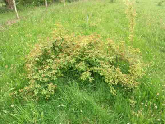 ‘Venusta Pendula’, breit wachsende junge Pflanze in Wiese.