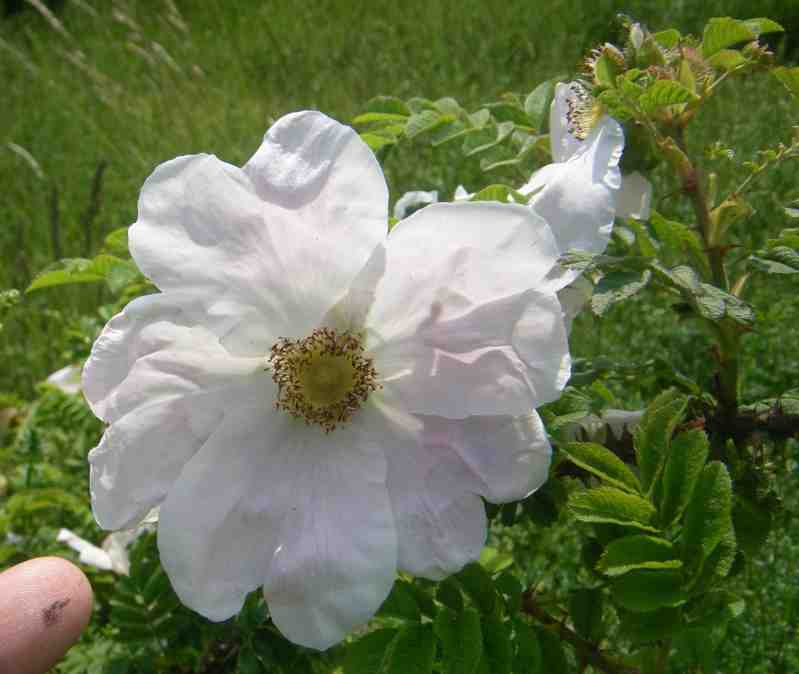 “Walter Butt”, große offene Blüte mit Spitze meines Fingers.