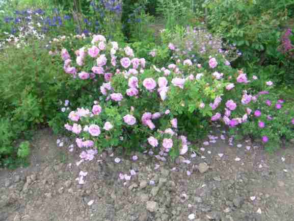 ‘Wasagaming’, kleiner Strauch blühend im Garten.
