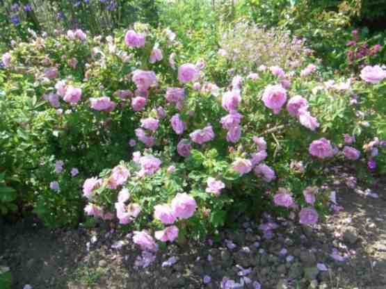‘Wasagaming’, Nahaufnahme hell-rosa blühender Strauch.