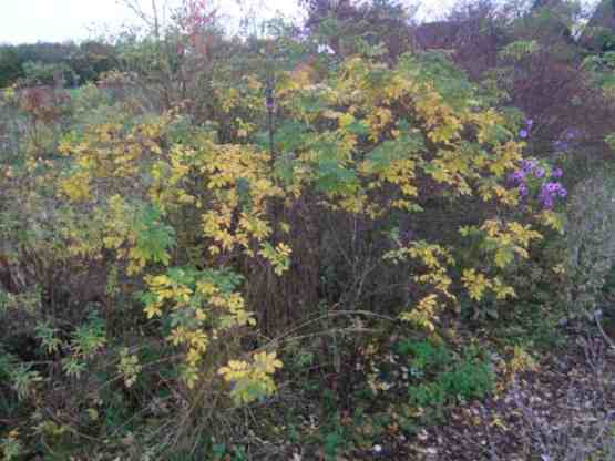‘Wasagaming’, Strauch im Herbst, gelblich-grünes Laub.