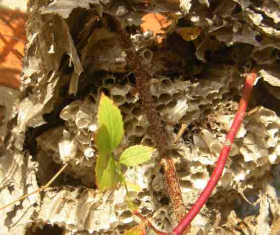 Innenleben des Wespennests, zahlreich Röhren, Waben dicht an dicht.