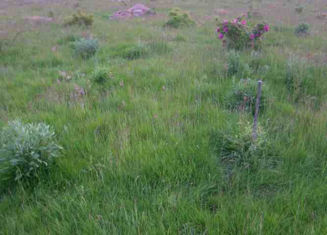 Horste von Flockenblumen verteilt im Park.