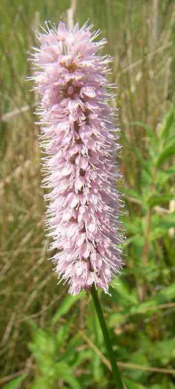 Wiesen-Knöterich, längliche, zart rosa Blüte.