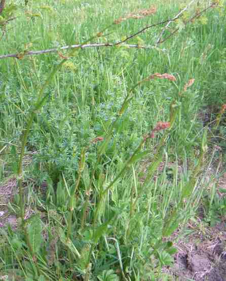 Wiesen-Sauerampfer in rötlichen Rispen aufblühend.