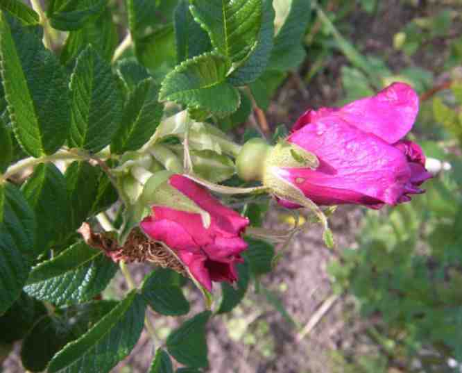 ‘Wild Sea’, sich öffnende Blüten in kräftig Pink.