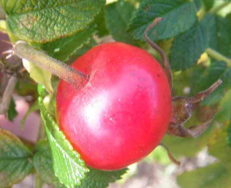 ‘Wild Sea’, rote, rundliche Frucht, Nahaufnahme.