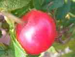 ‘Wild Sea’, Frucht