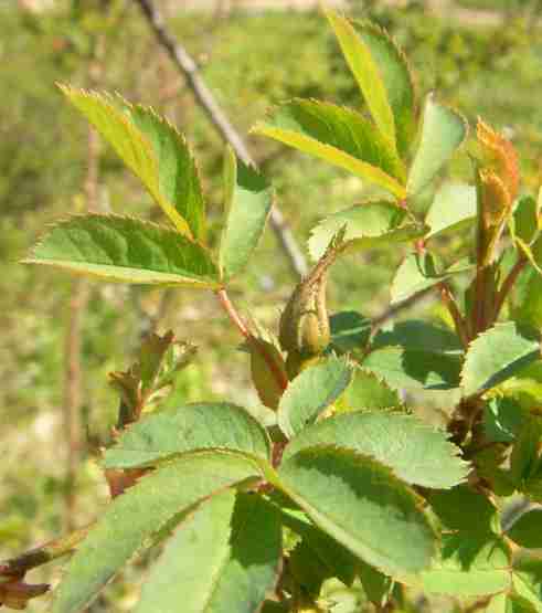 ‘Äicha’, frühe Knospe im April.