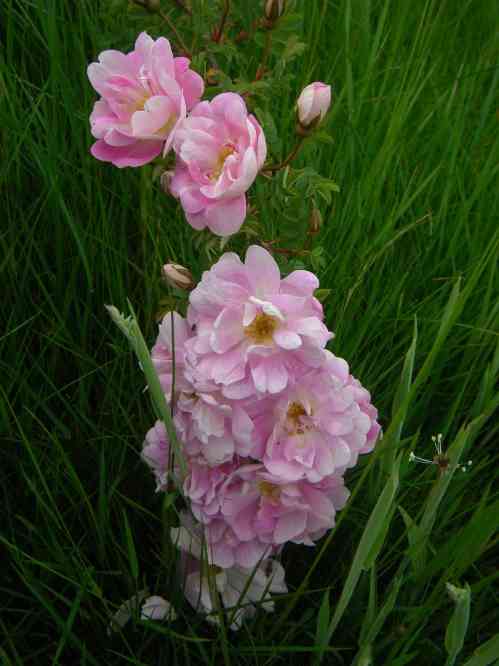 ‘Aila Korhonen’, Blüten am Trieb.