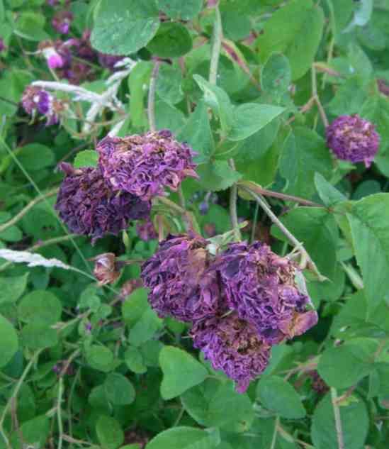 ‘Aimable Rouge’, violette vertrocknete Blüten am Strauch.