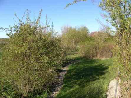 Früh blühende Sorten im Hausgarten.