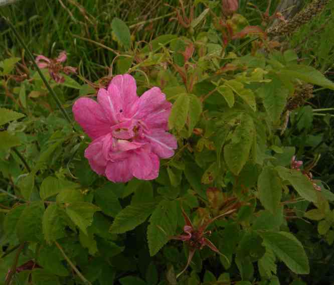 “Alavanhovi”, wuselig locker gefüllte rosa marmorierte Blüte am Strauch.