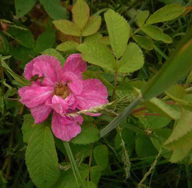 “Alavanhovi”, offene Blüte.