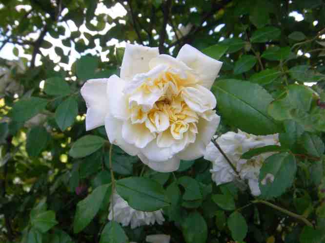 ‘Alberic Barbier’, gut gefüllt sich öffnende Blüte mit gelblich Mitte und weiß aufhellendem Rand.
