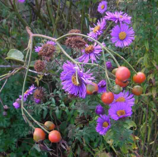 ‘Alexander Mackenzie’