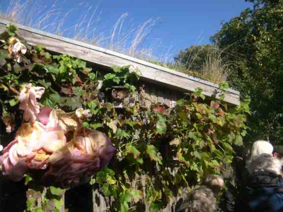 Begrüntes Schuppendach, Fassade mit blauer Weinrebe, rechts im Bild eine etwas verregnete Dolde von Rosen.