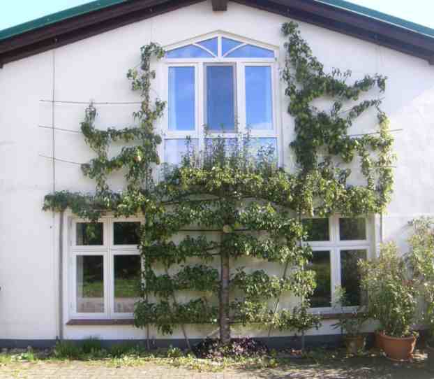 Reich tragende Spalier-Birne an einer weißen Hauswand.
