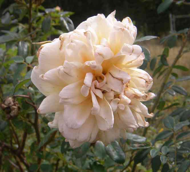 ‘Anja’, verblühende blass cremefarbene gefüllte große Blüte.