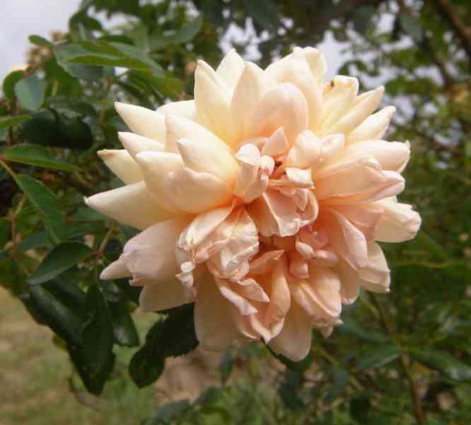 ‘Anja’, wohl geformte weit geöffnete, wuselig gefüllte Blüte in zarten Aprikosenfarben.