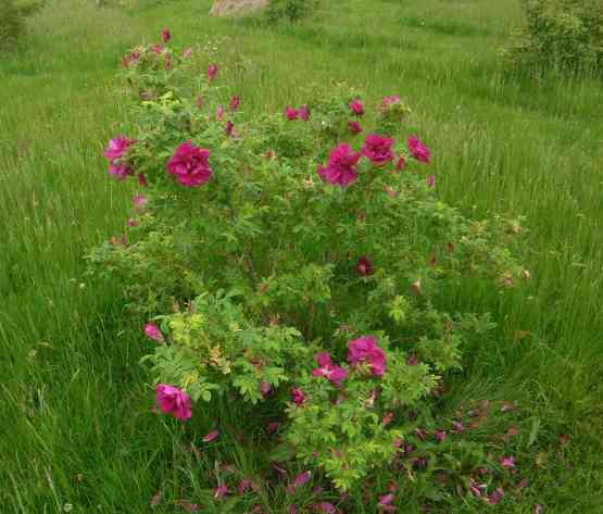“Annala”, Strauch um 120 in Blüte inmitten der Wiesen.