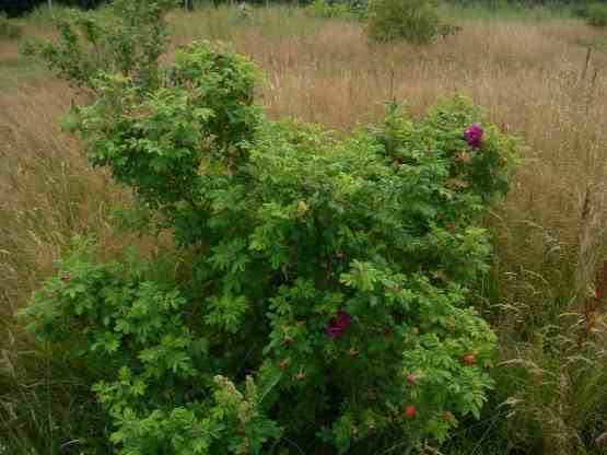 Dichter Strauch mit dunkel-pink-violetten halbgefüllten Blüten und zahlreichen Knospen.