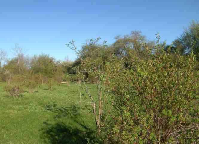 Park gen Nord mit austreibenden Rosen.