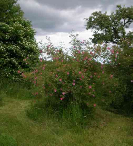 ‘Arthur Hillier’, großer, um 300 cm hoher und aufrechter Strauch in Blüte.
