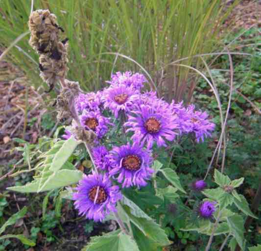 Violette Aster in Blüte.