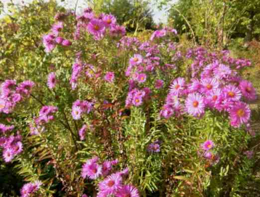 Aster in Blüte, rosa-pink.